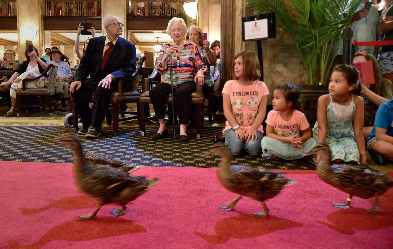 The Peabody ducks marching down the red carpet past seated guests